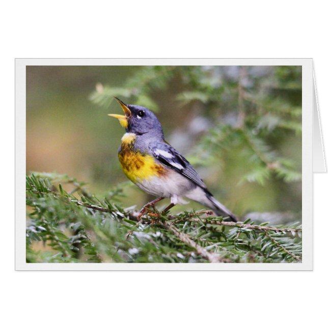 Parula septentrional (Anverso (Horizontal))