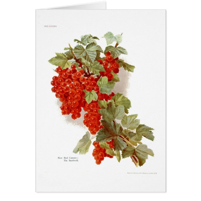 Pasa roja 'el Southwell (Frente)