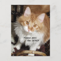 Pase por favor la postal del gato del Catnip