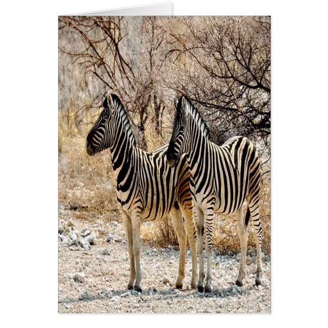 Paseo de Zebra (Frente)