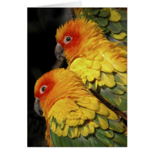 Paseo en el lado salvaje - par de loros