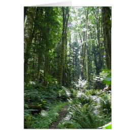 Paseo por los bosques