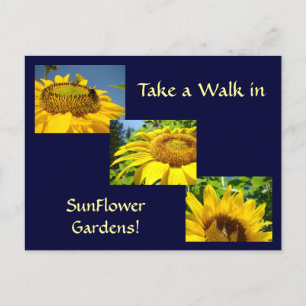 Paseo por tarjetas postales de jardines de girasol