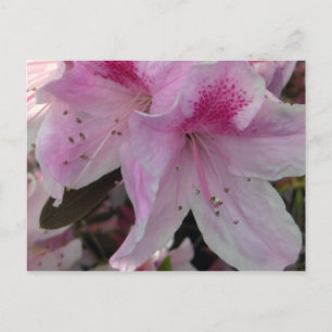 Pasillo de azalea rosa 2 postal de fotografía flor