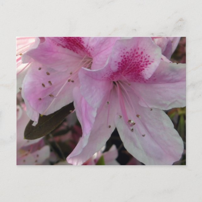 Pasillo de azalea rosa 2 postal de fotografía flor (Anverso)
