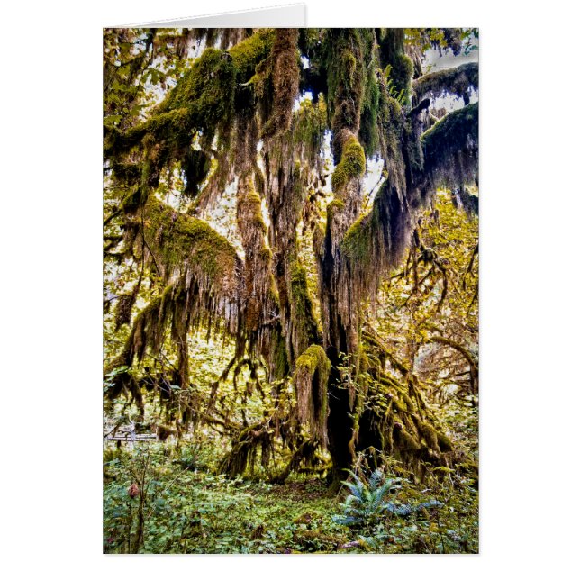 Pasillo del rastro de los musgos, parque nacional (Frente)