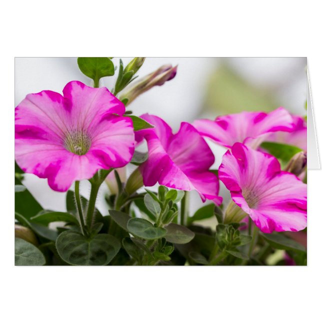 Pasión de Petunia Rosa (Anverso (Horizontal))