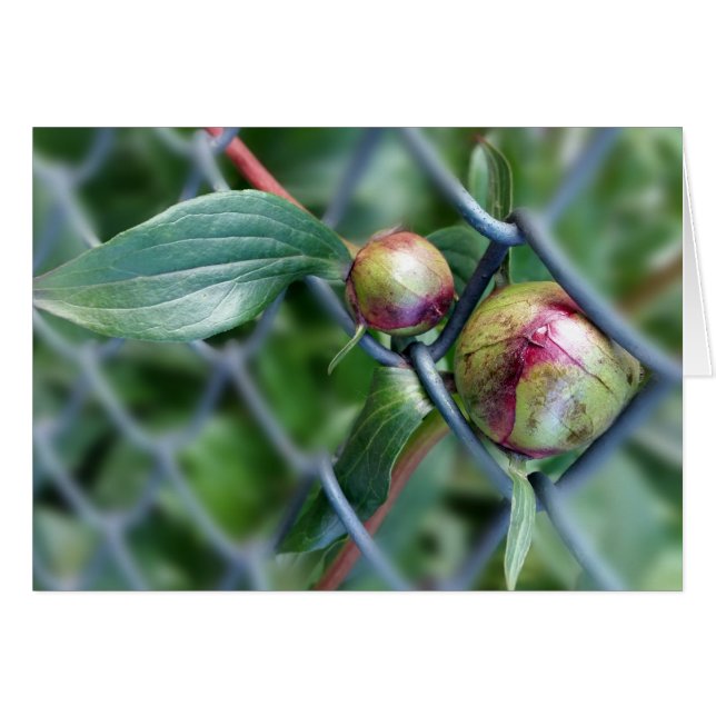 paso a través de la valla (Anverso (Horizontal))