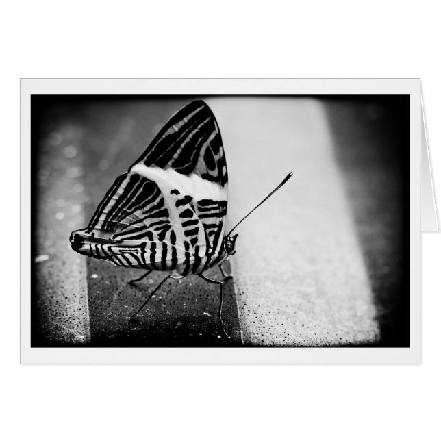 paso de mariposa (Anverso (Horizontal))