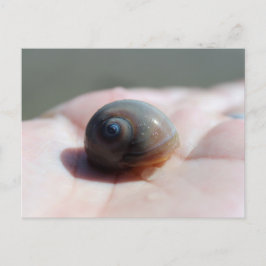 Paso de postales de tarjeta Snail con ojo de tibur