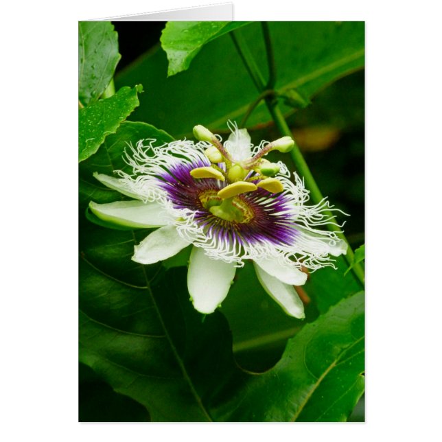 Passiflora (Frente)
