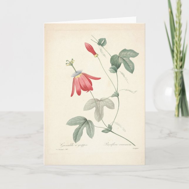Passiflora por Tarjeta de Simpatía Botánica Redout (Anverso)