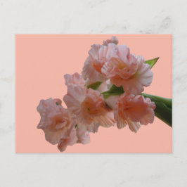 Pastel Gladioli Cust. Postal BG Color DIY
