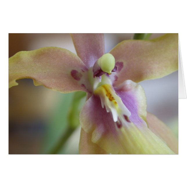 Pastel Miltassia Orchid (Anverso (Horizontal))