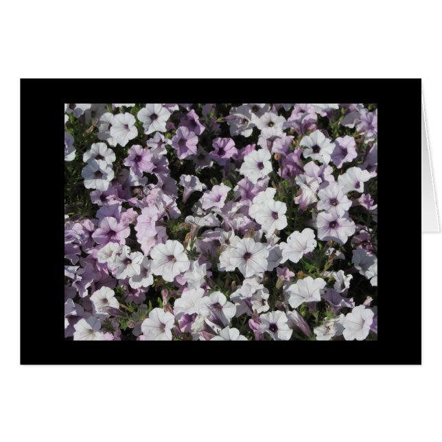 Pastel Petunias (Anverso (Horizontal))