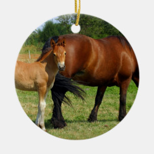 Pasto del ornamento de la familia del caballo