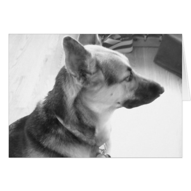 Pastor alemán (Anverso (Horizontal))