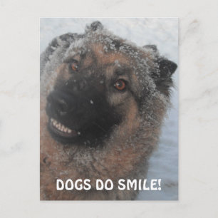 Pastor Alemán De Postales En La Nieve Sonriendo