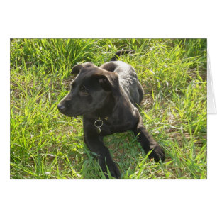 Pastor alemán negro de la laca