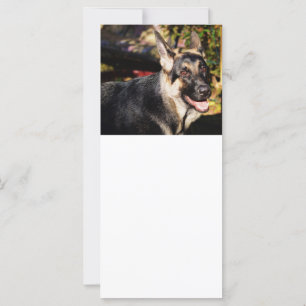 Pastor alemán por Shirley Taylor