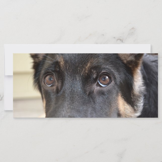 Pastor alemán por Shirley Taylor (Anverso)