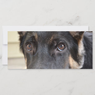 Pastor alemán por Shirley Taylor