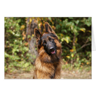 Pastor alemán rojo y negro