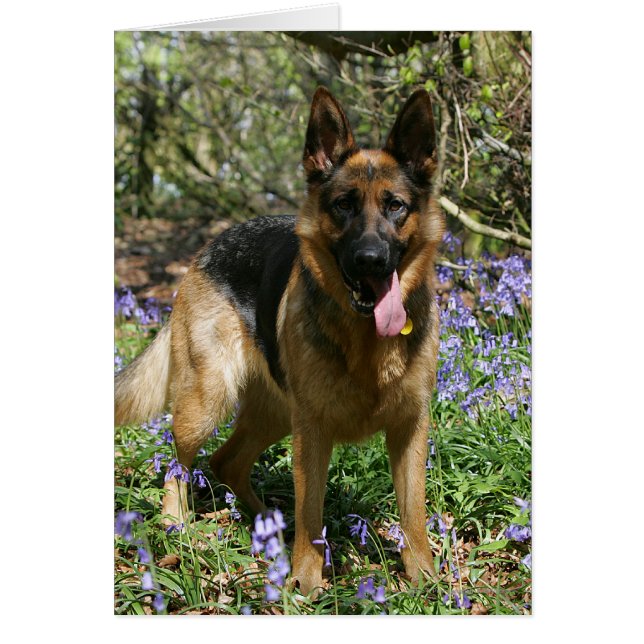 Pastor alemán tumbado (Frente)