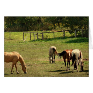Pastor de Caballo