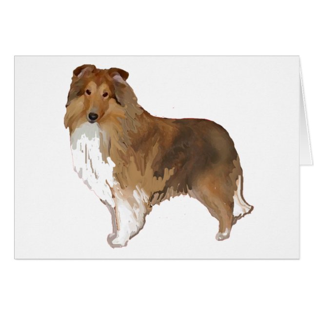 Pastor de Shetland (Anverso (Horizontal))