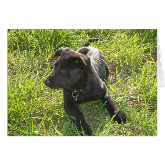 Pastor negro alemán Lacquer (Anverso (Horizontal))