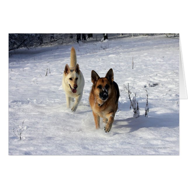 Pastores alemanes corriendo en la nieve (Anverso (Horizontal))