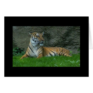 Patas del tigre