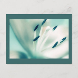 Patchouli Lily, flor, plantilla Postales Invita