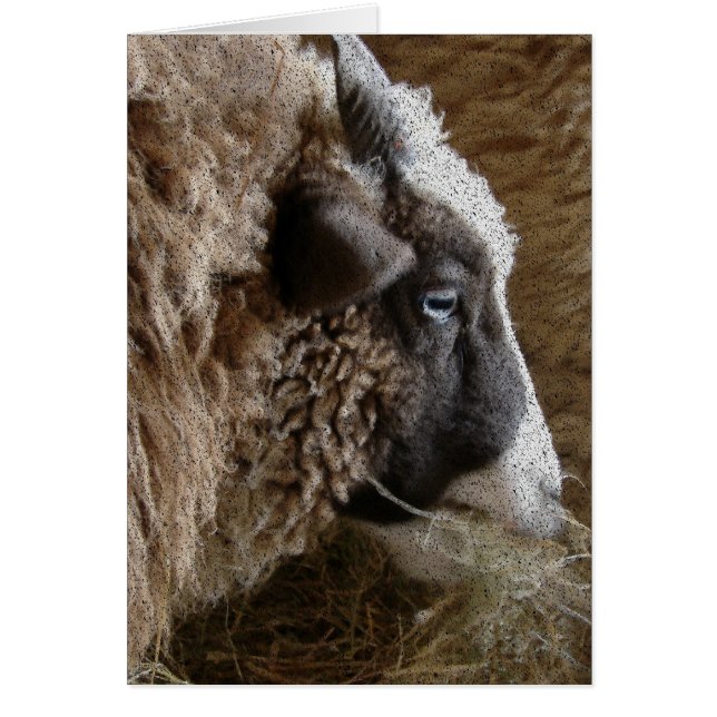 Patchwork Amy (Frente)