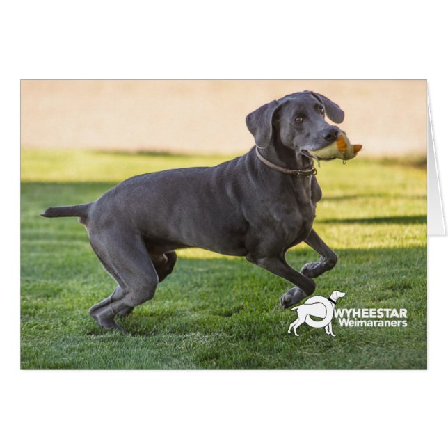 Patear tus patas (Anverso (Horizontal))