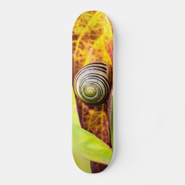 patineta de apego tranquilo (Anverso)