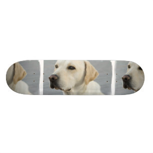 Patineta de Yellow Lab