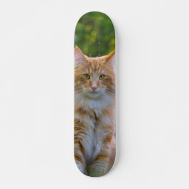 Patineta Gato Peludo Marrón Y Blanco Mirando
