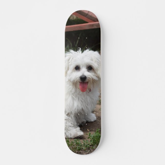 Patineta Perro Pequeño Blanco Y Peludo (Anverso )