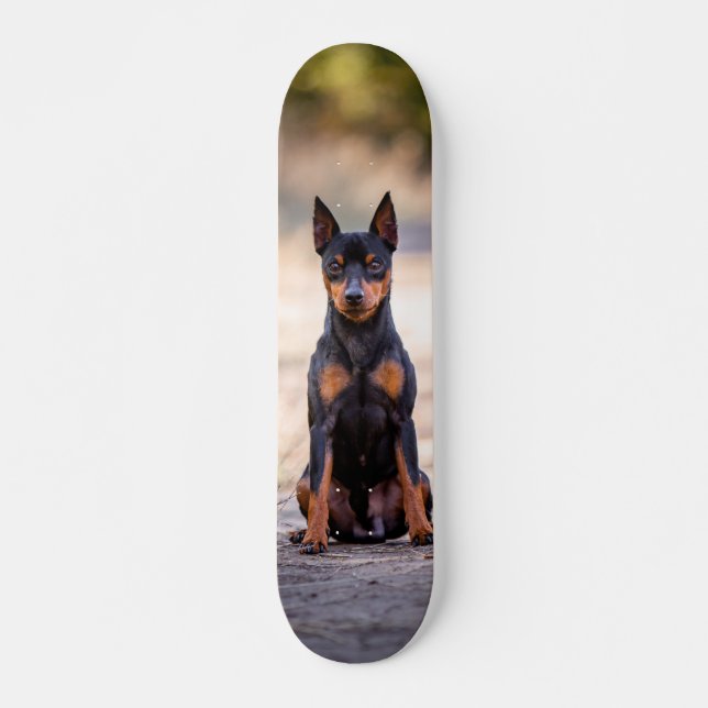 Patineta Perro Pinscher Miniatura Sentado (Anverso )