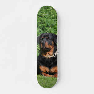 Patineta Perro Rottweiler Vigilando En El Jardín