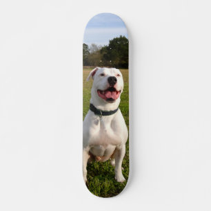 Patineta Pitbull Blanco Sentado En El Campo