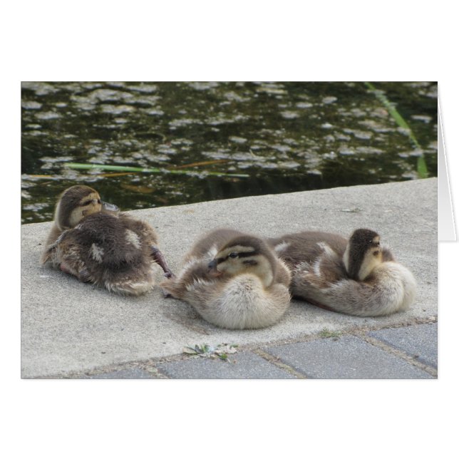 Patitos (Anverso (Horizontal))