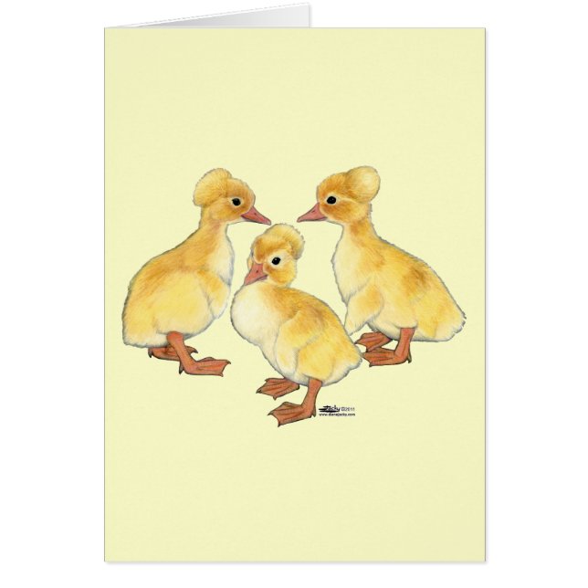 Patitos blancos crestados (Frente)
