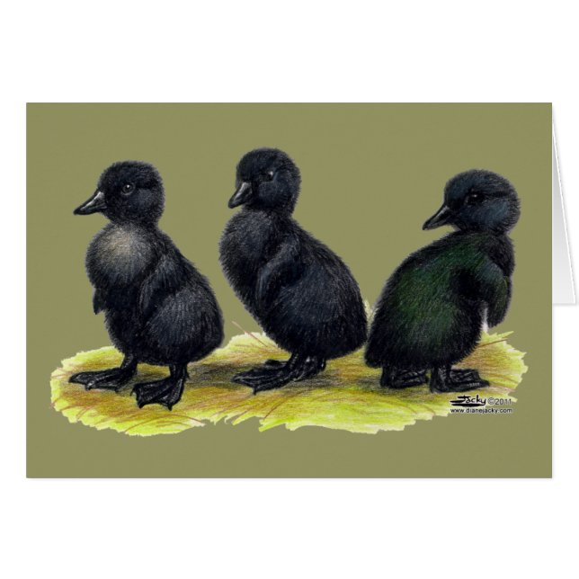 Patitos de Cayuga Negra (Anverso (Horizontal))