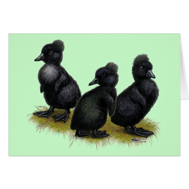Patitos de Cresta Negra (Anverso (Horizontal))