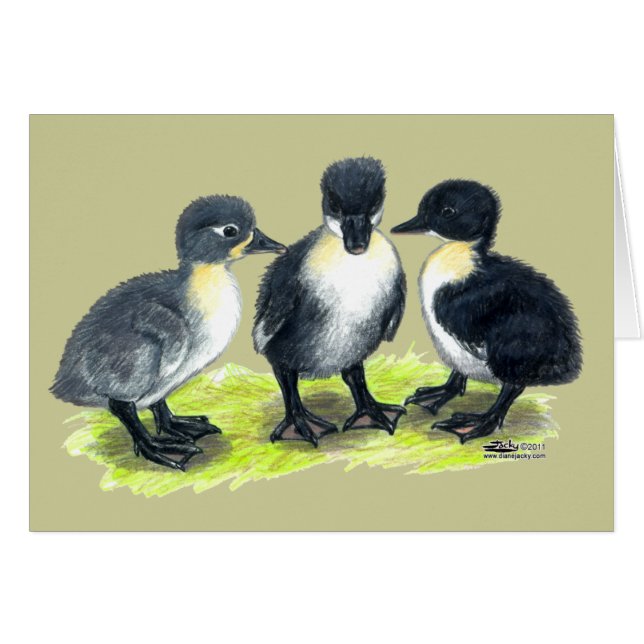 Patitos Suecos Azules (Anverso (Horizontal))