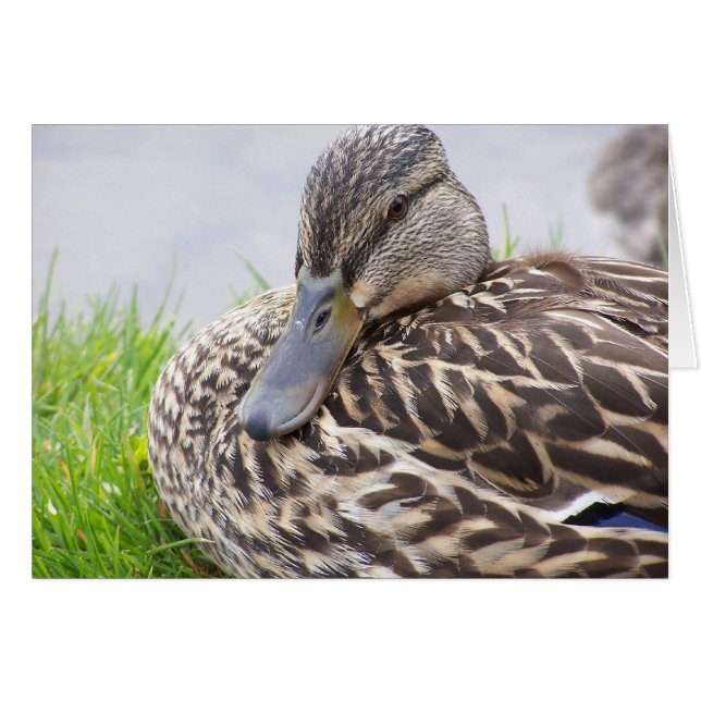 pato (Anverso (Horizontal))