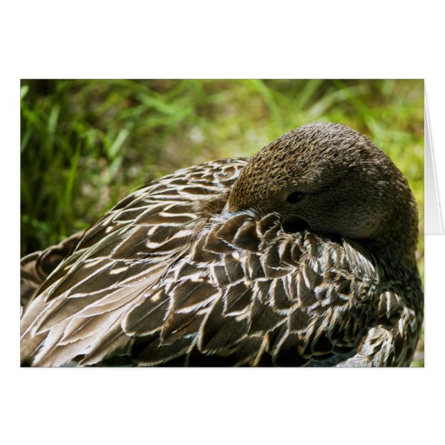 Pato (Anverso (Horizontal))